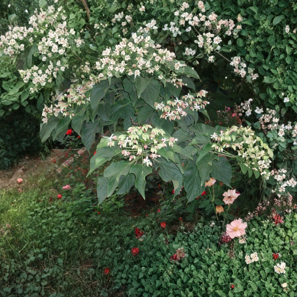 Harlequin Glorybower – Clerodendron trichotomum 60 Seeds | Fragrant Flowering Tree | Showy Blue Fruit Late Summer Blooms | Ornamental Specimen | Unique Garden Tree