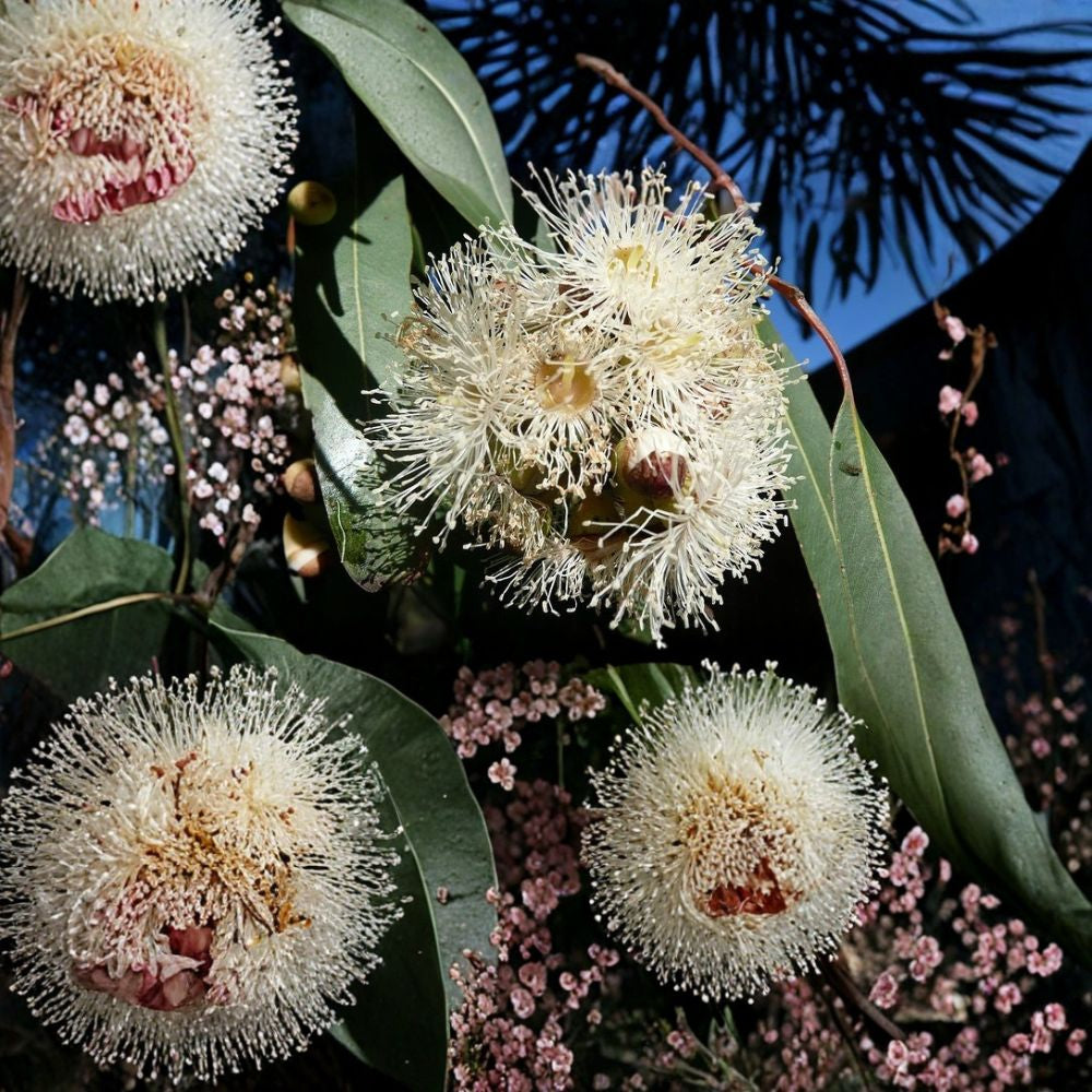 Eucalyptus citriodora – Lemon Scented Gum Seeds | 5,400 Seeds | Fast Growing Fragrant Evergreen Tree