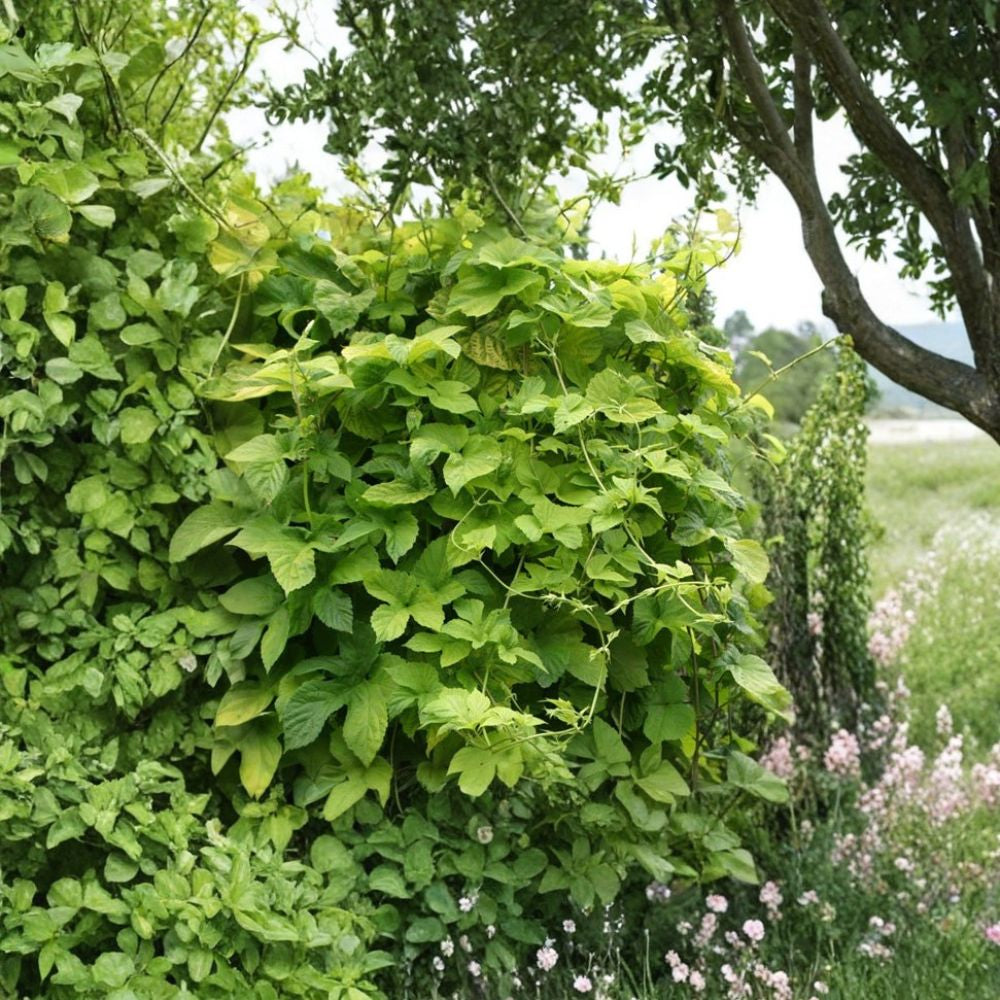 Hops – Humulus lupulus 120 Seeds | Hardy Perennial Climbing Vine Fast Growing | Fragrant Cones | Brewing & Herbal Use | Butterfly Friendly