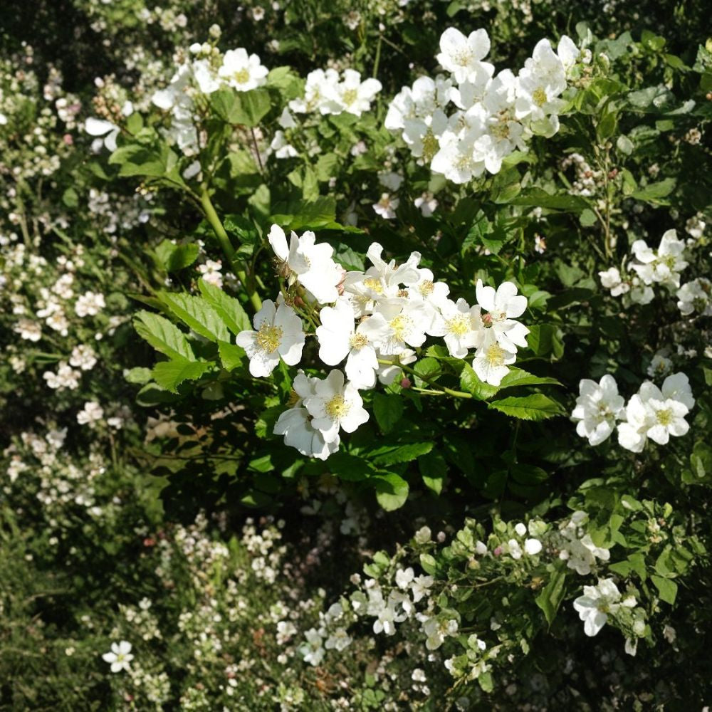 White Rugosa Rose – Rosa rugosa albiflora 30 Seeds | Fragrant Blooms | Hardy Shrub Fast Growing | Edible Rose Hips | Cold & Drought Tolerant