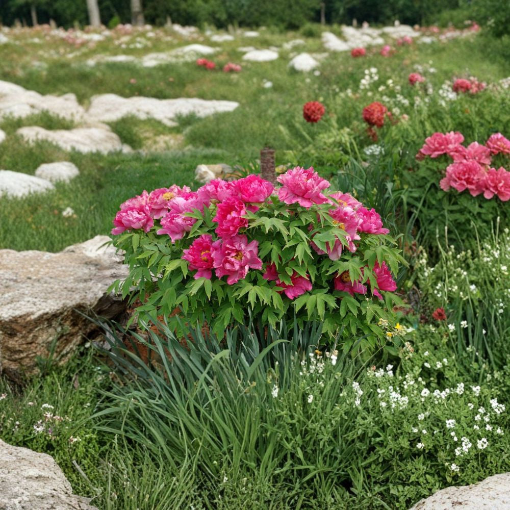 Tree Peony – Paeonia suffruticosa Seeds | 15 Seeds | Large Showy Hardy Spring Blooms