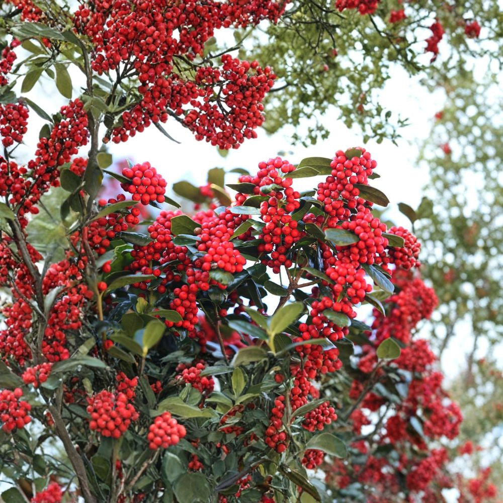 Chinese Holly – Ilex cornuta Seeds | 30 Seeds | Evergreen Hedge, Topiary & Winter Interest Shrub