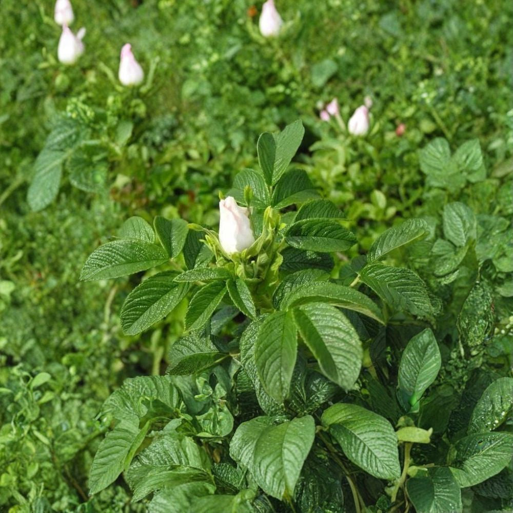 White Rugosa Rose – Rosa rugosa albiflora 200 Seeds | Fragrant Blooms | Hardy Shrub Fast Growing | Edible Rose Hips | Cold & Drought Tolerant