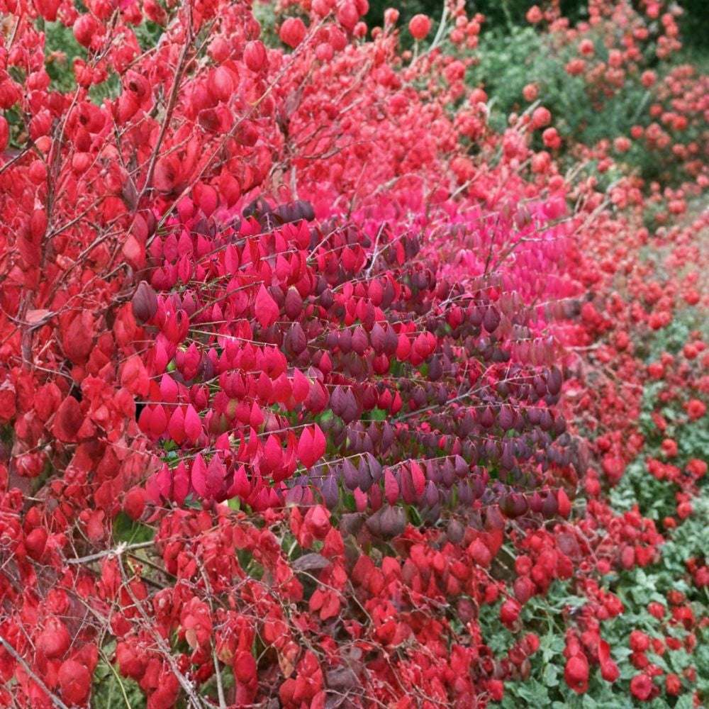 Burning Bush – Euonymus alatus 20 Seeds | Hardy Deciduous Shrub | Brilliant Red Fall Color Winged Euonymus | Hedge & Bonsai Friendly | Cold Hardy