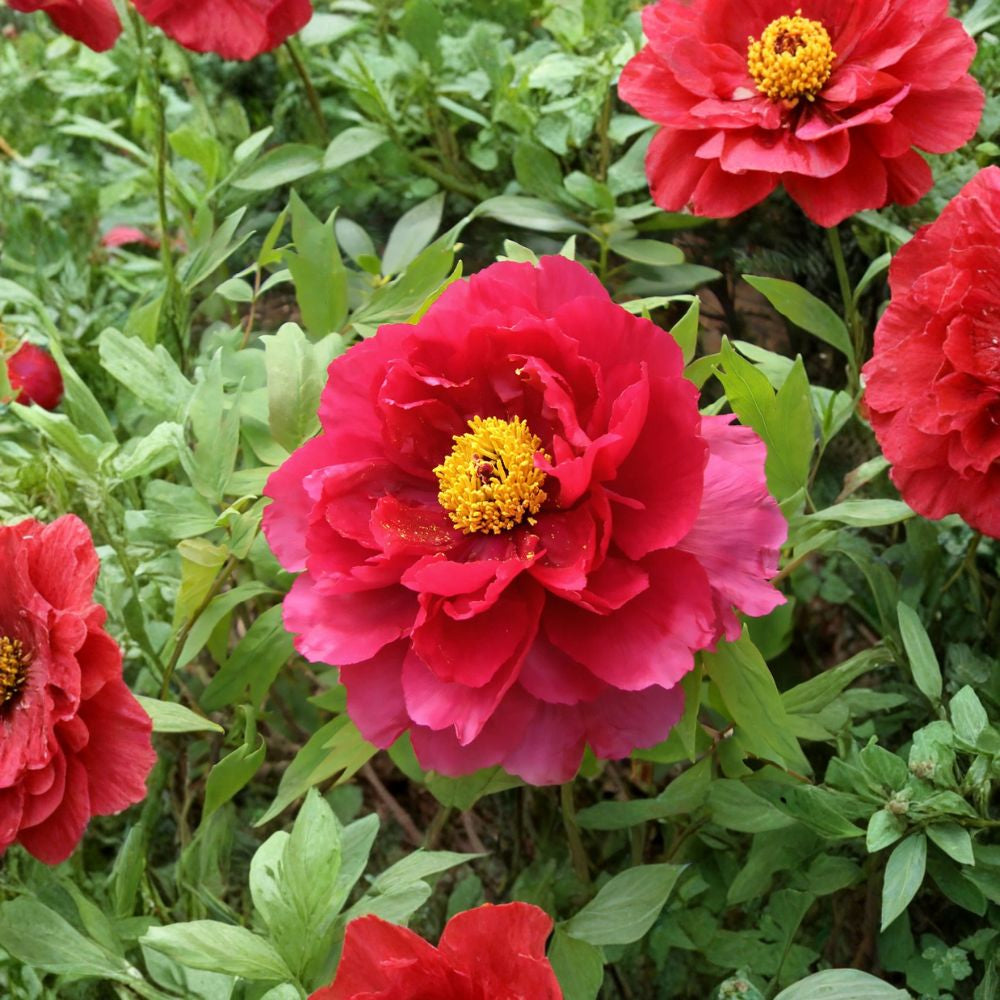 Tree Peony – Paeonia suffruticosa Seeds | 15 Seeds | Hardy Shrub with Large Spring Blooms