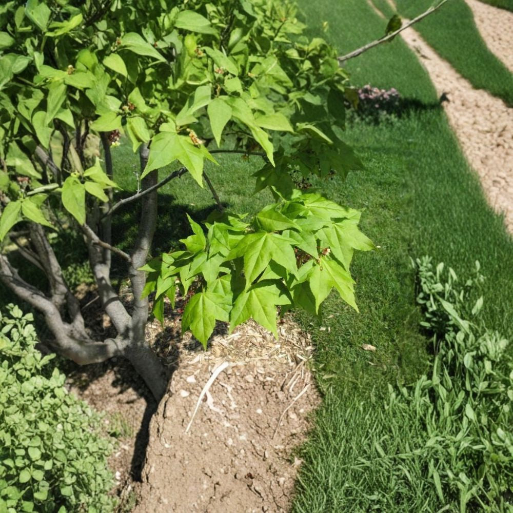 Painted Maple – Acer mono (Acer pictum) Tree Seeds | 60 Seeds | Hardy Fall Color Shade Tree | Cold Tolerant | Bonsai Friendly