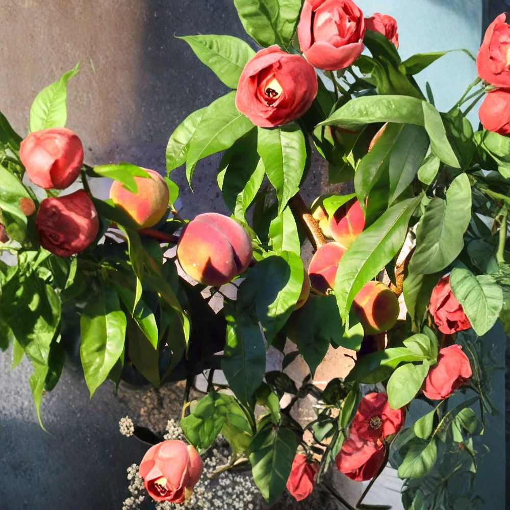 Nemaguard Peach – Prunus persica nemaguard Tree Seeds | 12 Seeds | Hardy Fast Growing Rootstock | Edible & Showy