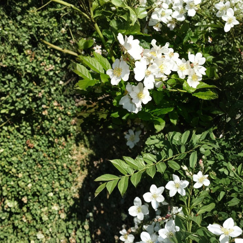 White Rugosa Rose – Rosa rugosa albiflora 1600 Seeds | Fragrant Blooms | Hardy Shrub Fast Growing | Edible Rose Hips | Cold, Heat & Drought Tolerant