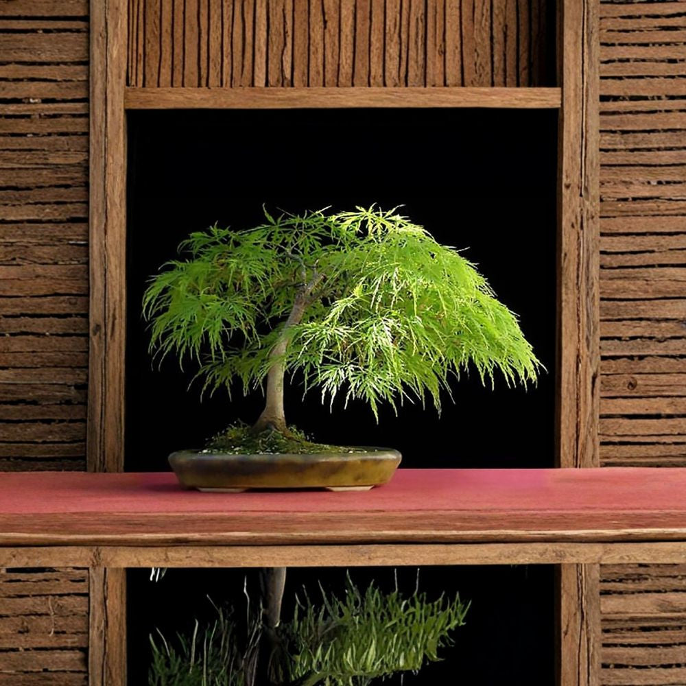 Lace Leaf Japanese Maple Seeds – Acer palmatum dissectum | 30 Seeds