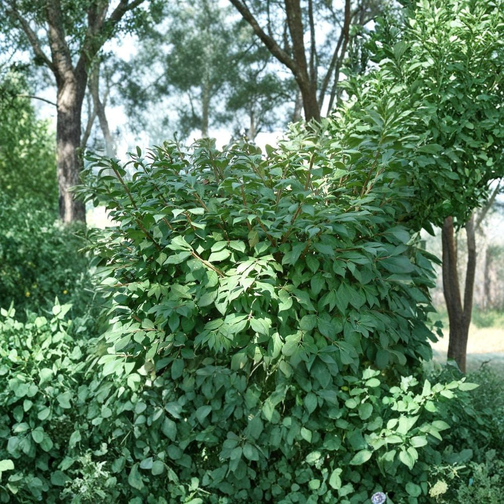 Burning Bush – Euonymus alatus 240 Seeds | Hardy Landscape Shrub | Brilliant Red Fall Color Winged Euonymus | Hedge & Privacy Plant | Cold Hardy