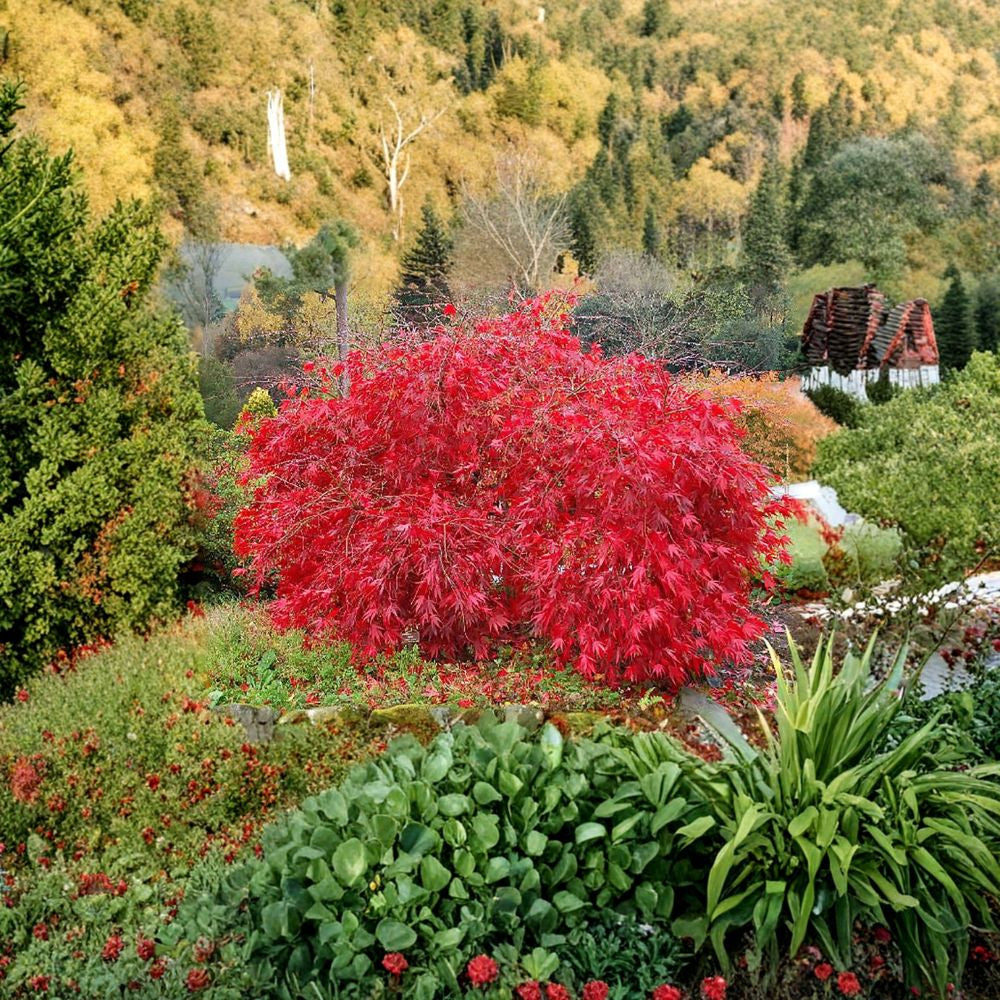 Lace Leaf Japanese Maple Seeds – Acer palmatum dissectum | 120 Seeds