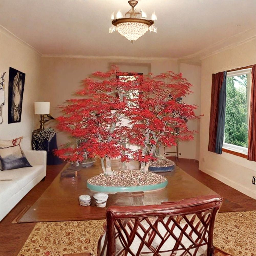Lace Leaf Japanese Maple Seeds – Acer palmatum dissectum | 240 Seeds