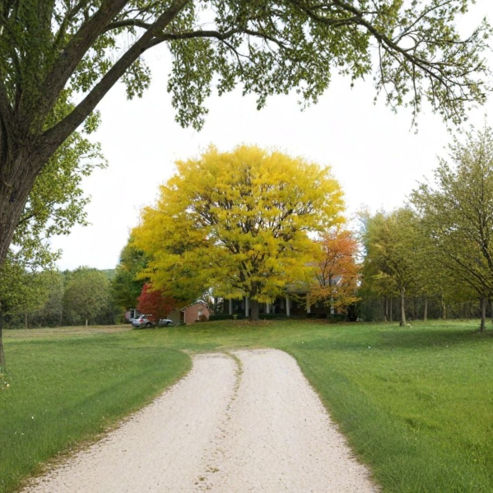 Honeylocust Tree Seeds – Gleditsia triacanthos inermis | 10 Seeds Thornless Honeylocust | Fast Growing | Hardy Shade Tree | Urban Tough