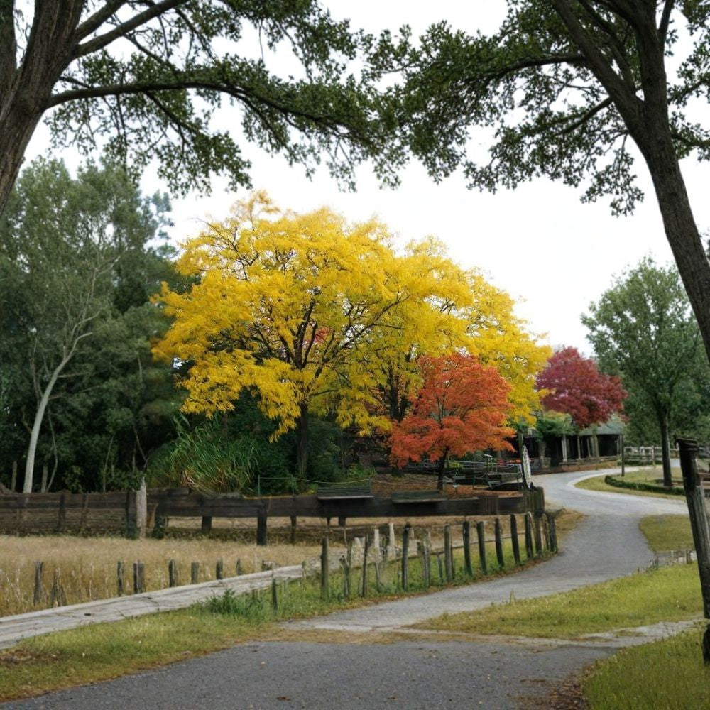 Honeylocust Tree Seeds – Gleditsia triacanthos inermis | 30 Seeds Thornless Honeylocust | Fast Growing | Hardy Shade Tree | Urban Tough