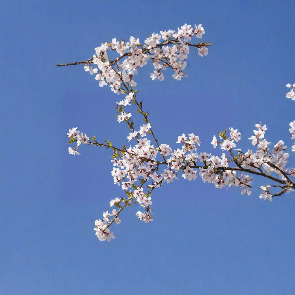 Higan Cherry – Prunus subhirtella Tree Seeds | 30 Seeds | Pink Spring Blossoms | Hardy Ornamental Tree | Bonsai Friendly | Cold Tolerant