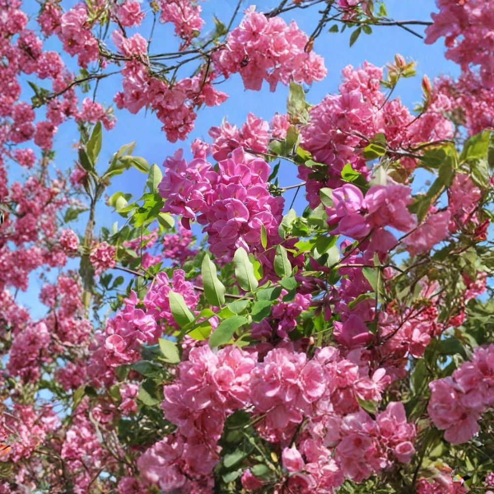 Arnot Bristly Locust – Robinia fertilis Seeds | 60 Seeds | Fast Growing Hardy Pink Flowering Shrub | Erosion Control | Nitrogen Fixing