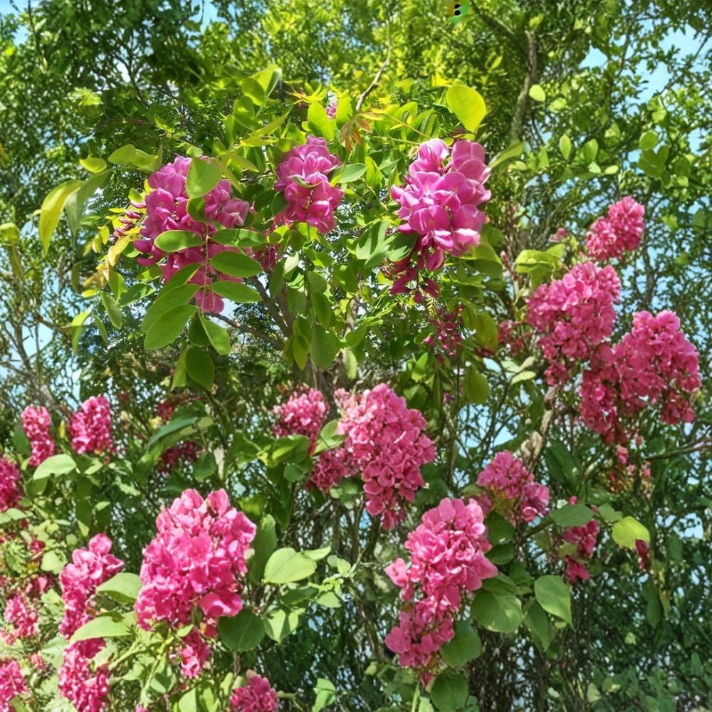 Arnot Bristly Locust – Robinia fertilis Seeds | 480 Seeds | Fast Growing Hardy Pink Flowering Shrub | Erosion Control | Nitrogen Fixing