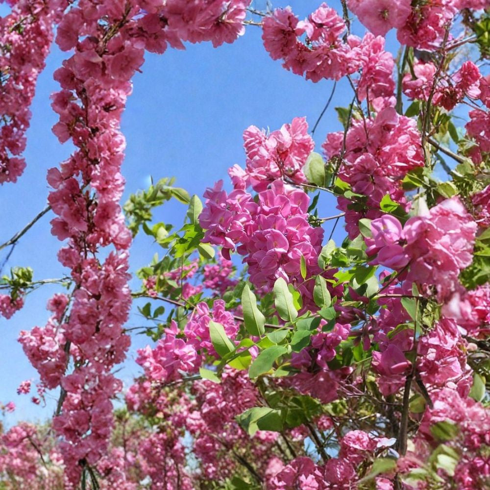 Arnot Bristly Locust – Robinia fertilis Seeds | 960 Seeds | Fast Growing Hardy Pink Flowering Shrub | Erosion Control | Nitrogen Fixing