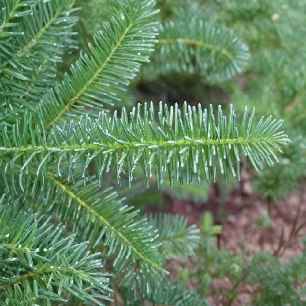 Blue Balsam Fir ‘Cooks Blue’ – Abies balsamea Seeds | 200 Seeds | Fragrant Evergreen | Christmas Tree | Bonsai