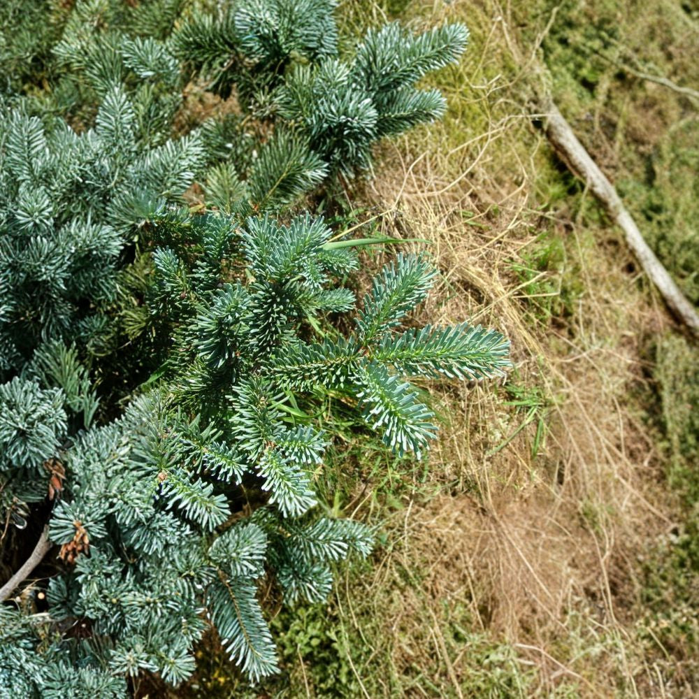 Blue Balsam Fir ‘Cooks Blue’ – Abies balsamea Seeds | 400 Seeds | Fragrant Evergreen | Christmas Tree | Bonsai