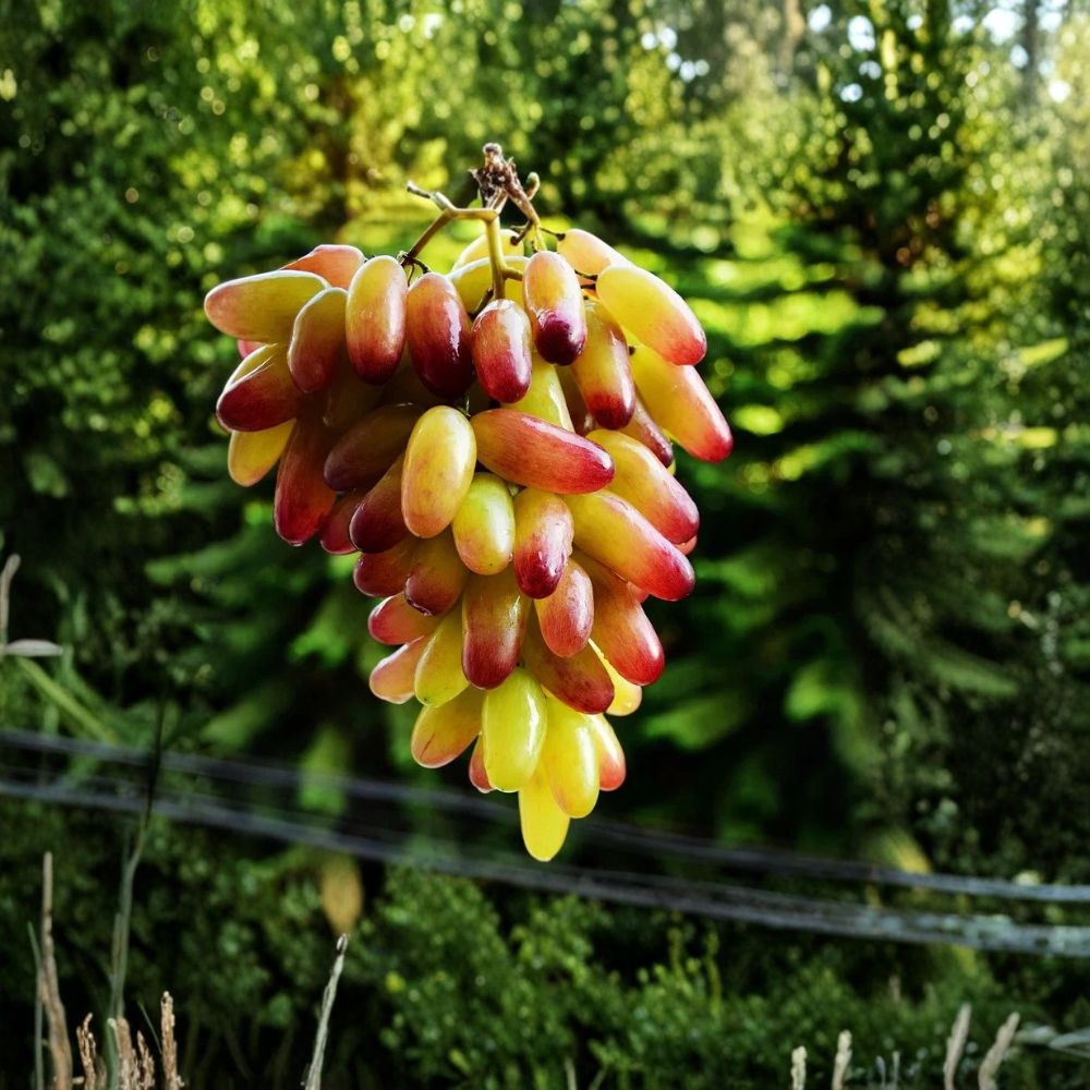 Very Rare Halloween Fingers / Manicure Grape Vine – Live Plant 2–3 Ft Tall | Big Sweet Finger Grapes | Organic Fruit Vine Starter | Backyard Vineyard Plant