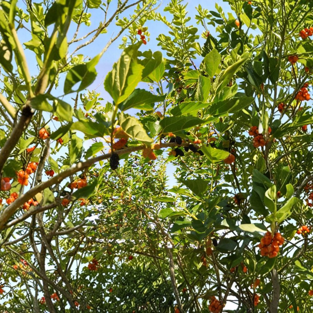 Red Mulberry – Morus rubra Fresh Cuttings | 7–9 Inch Unrooted Propagation Wood | 10 Pack Organic Fruit Tree Cuttings | Edible Berry Tree