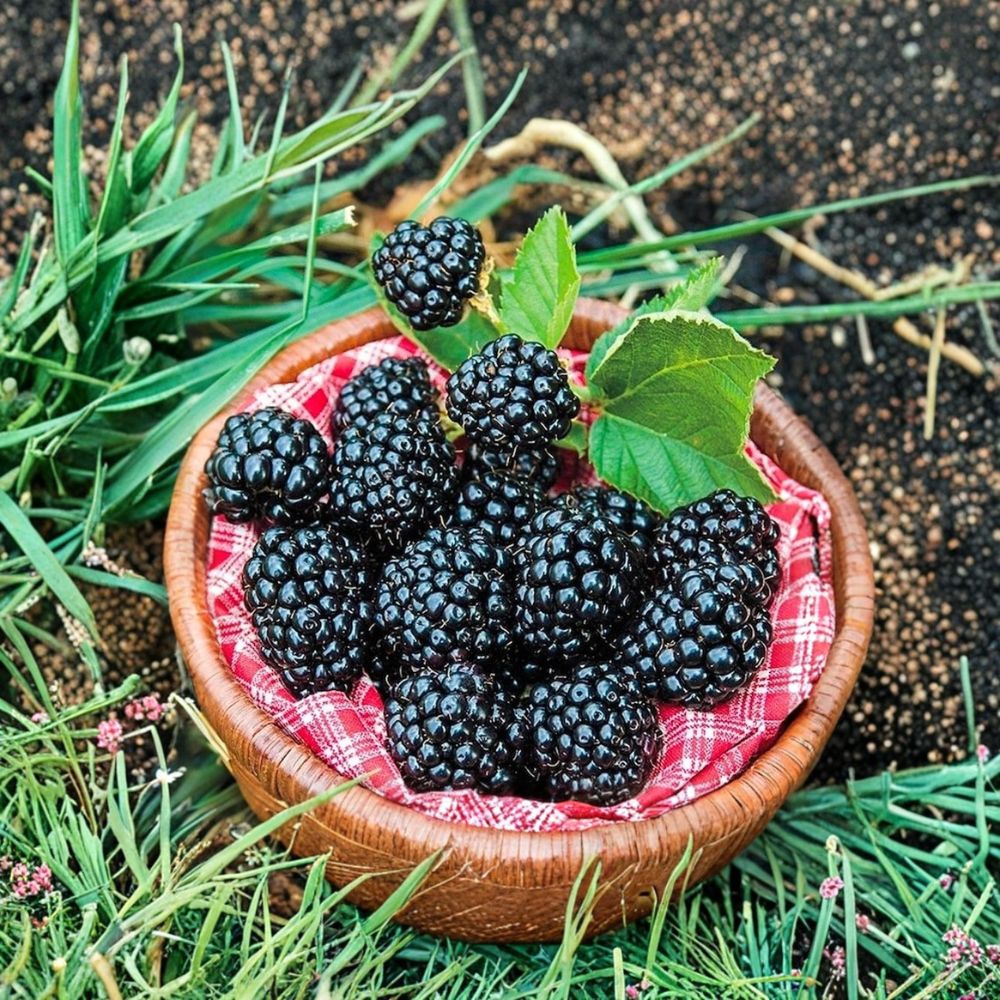 Arapaho Thornless Blackberry – Rubus fruticosus Live Starter Plugs | 3–6 Inches Tall | Set of 5 Bare Root Plants | Early Sweet Berry Bush | Easy Garden Grower