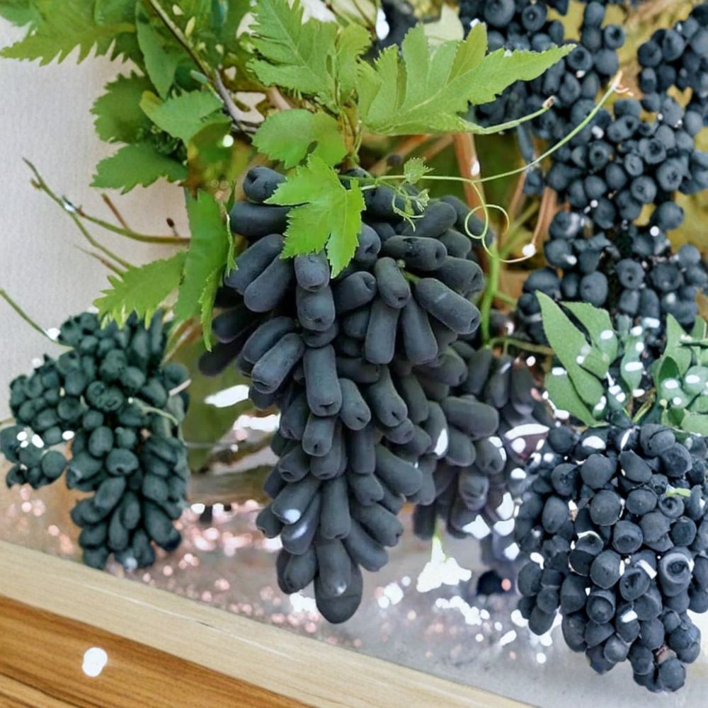 Moon Drop Seedless Grape Vine – Live Plant 2–3 Ft Tall | Rare Sweet Finger Grape | Organic Fruit Vine | Trellis & Patio Friendly