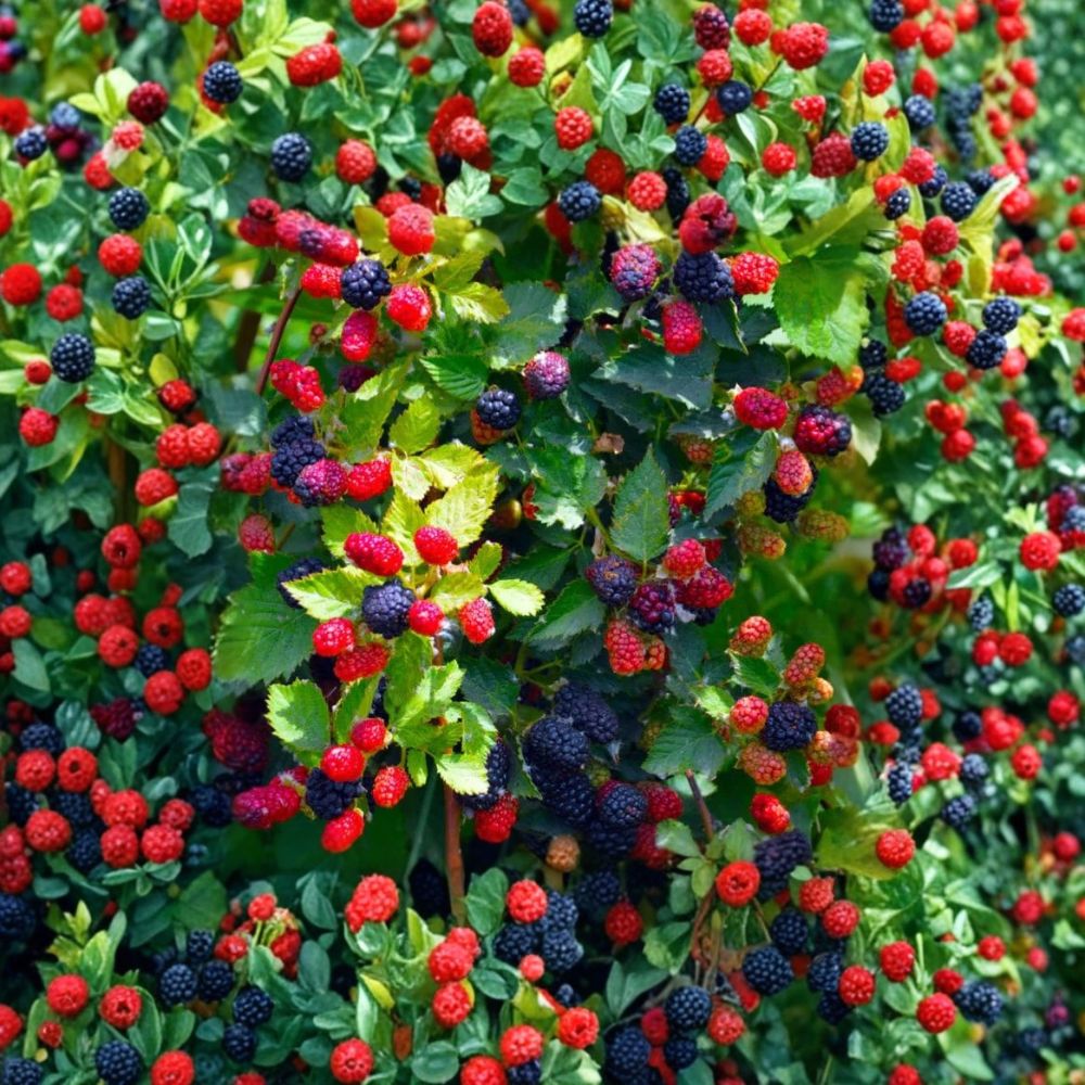 Apache Thornless Blackberry – Rubus fruticosus Live Starter Plugs | 3–6 Inches Tall | Set of 5 Bare Root Plants | Large Sweet Berry Bush | Garden Ready