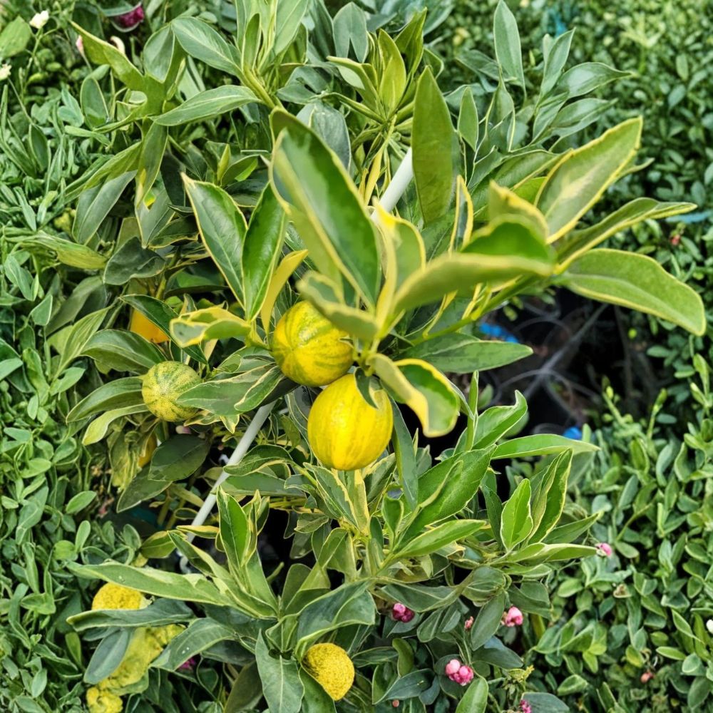 Centennial Variegated Kumquat Tree – Live Plant 8–12 Inches Tall | Rare Variegated Citrus | Includes Nursery Pot | Patio & Container Friendly | Easy to Grow