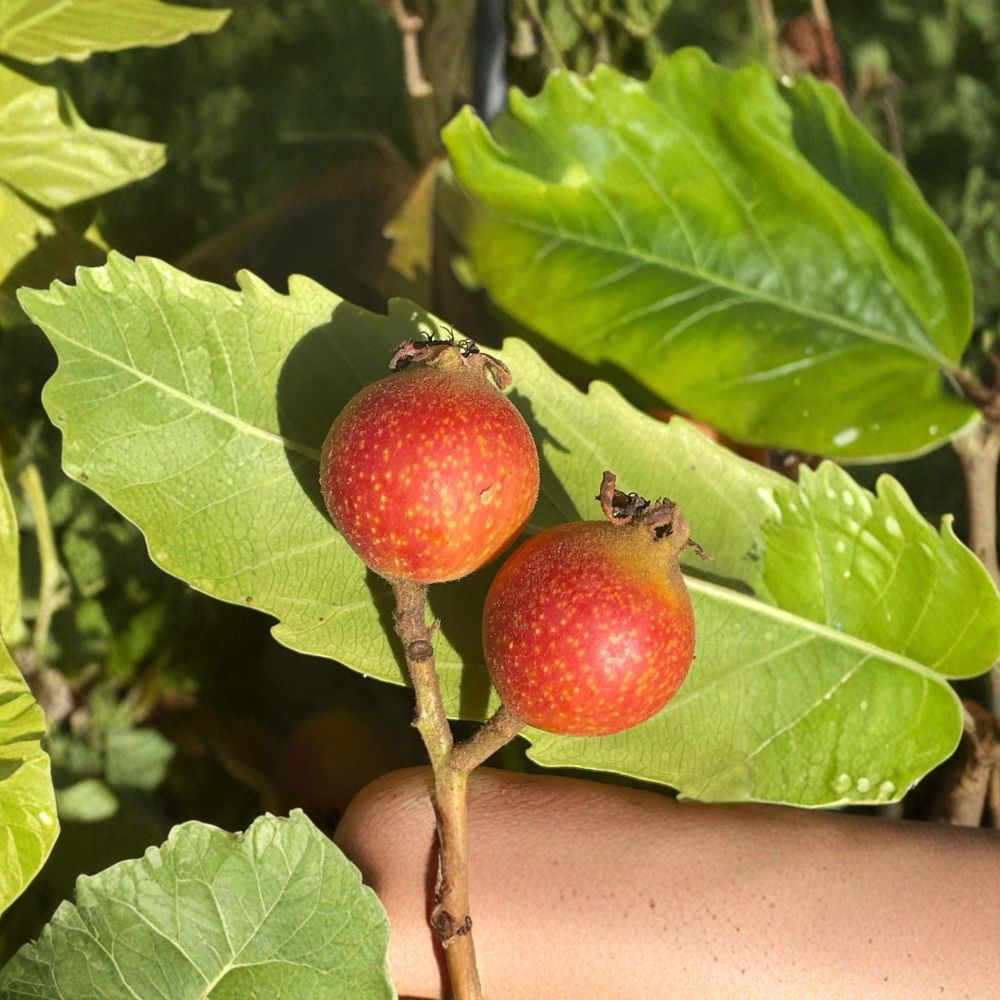 Bronze Loquat – Eriobotrya marginata Cuttings | 3 Fresh Unrooted Cuttings | Rare Bronze Leaf Loquat Tree | Cuttings for Rooting or Grafting