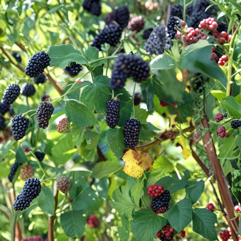 Natchez Blackberry – Rubus fruticosus Live Plants | 1–2 Year Old | Set of 2 Thornless Berry Bushes | High Yield Sweet Fruit | Garden Ready