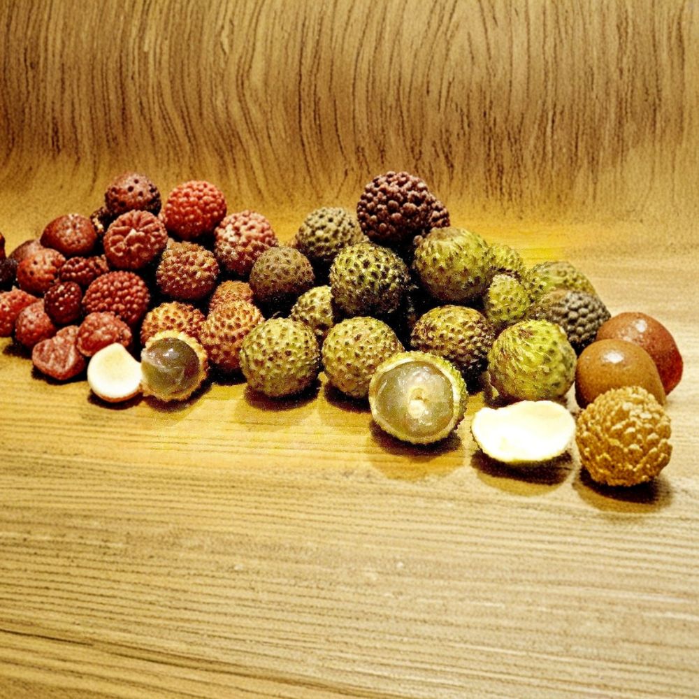Wild Longan Seeds – Dimocarpus longan Organic Seeds | 5 Rare Sweet Longan Seeds | Tropical Fruit Tree Starter | Exotic Garden Plant