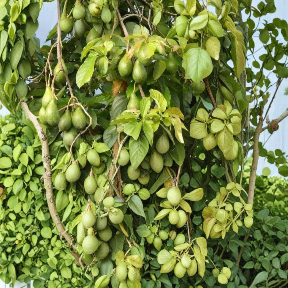 Hass Avocado Seeds – Persea americana Set of 3 Seeds | Easy to Grow | Home Garden Starter Grow Your Own Avocado Tree | Beginner Friendly | Tropical Classic