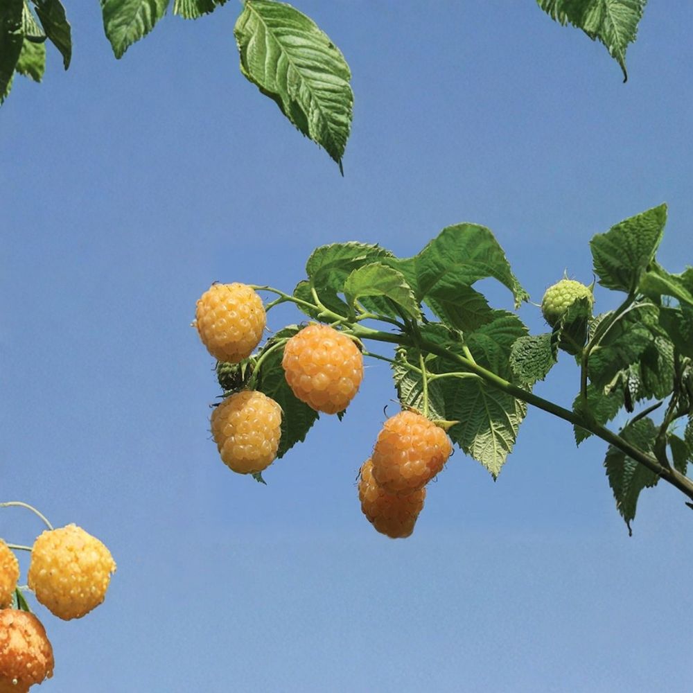 Fall Gold Raspberry – Rubus idaeus ‘Fall Gold’ Live Starter Plugs | 3–6 Inches Tall | Set of 5 Bare Root Plants | Sweet Golden Raspberry | Garden Ready