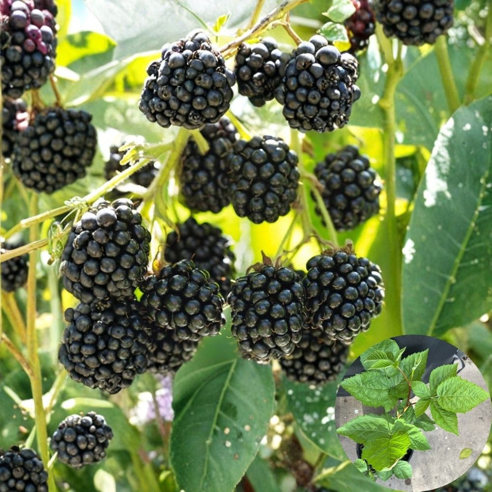 Blackberry Plant – Thornless Live Berry Bush | 1.5–2.5 Feet Tall | Includes Nursery Pot Sweet Fruit Plant | Patio & Backyard Friendly | Easy to Grow