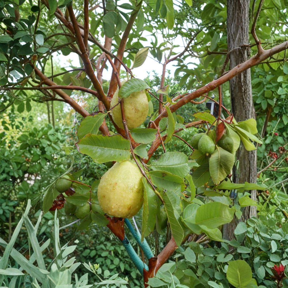 Pear Guava Plant – Live Tropical Fruit Tree | 8–12 Inches Tall | Organic Seedling | Sweet Aromatic Guava | Patio & Garden Friendly