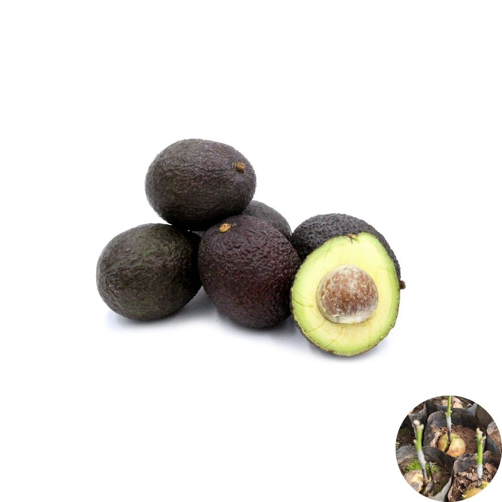 Hass Avocado Seeds – Persea americana 2 California Seeds | Great Rootstock for Grafting | Fresh Harvest Grow Your Own Tree | Ideal for Grafting Projects | Home Orchard Starter