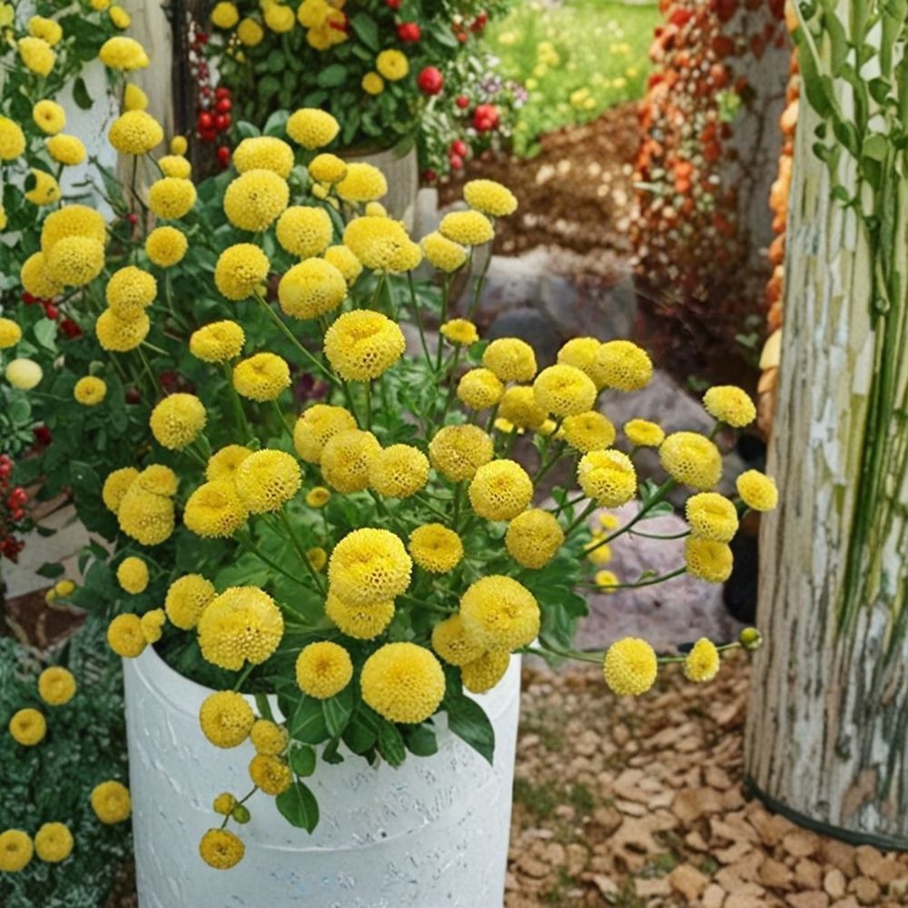SUPER RARE Chrysanthemum Goldball – 3 Cuttings for Rooting or Grafting | Bright Golden Yellow Mum Flower | Rare Garden Chrysanthemum | Flower Propagation Starter