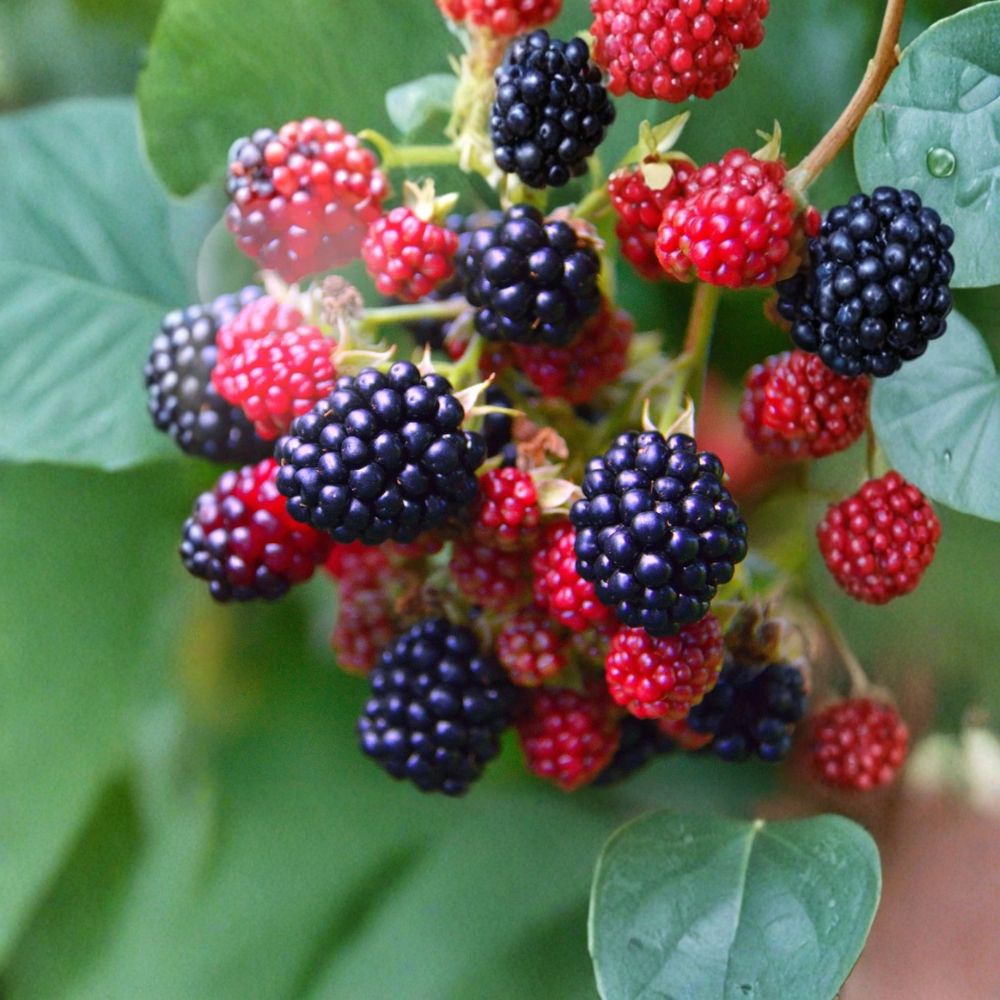Prime-Ark Freedom Blackberry – Rubus fruticosus ‘Prime-Ark® Freedom’ Live Plants | 4–6 Inches Tall | Set of 2 Soil-Wrapped Roots | Thornless Dual Harvest Berry Bush