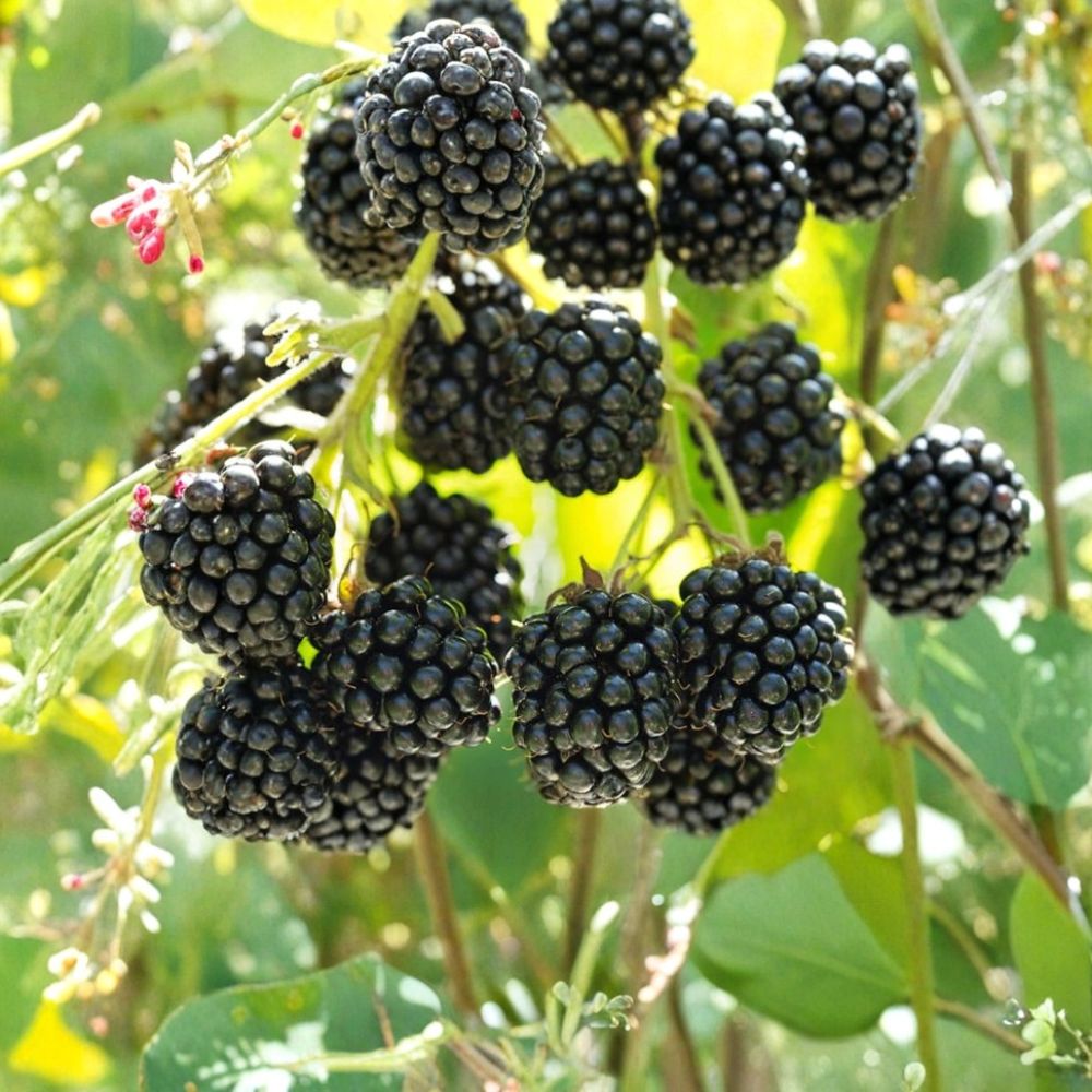 Blackberry Plant – Thornless Live Berry Bush | 1.5–2.5 Feet Tall | Includes Nursery Pot Sweet Fruit Plant | Patio & Backyard Friendly | Easy to Grow
