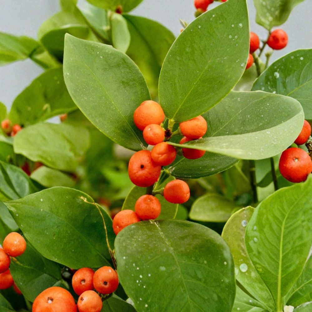 Hong Kong Kumquat Tree – Citrus japonica Live Plant | 8–12 Inches Tall | Rare Mini Citrus Fruit Tree | Patio & Container Friendly