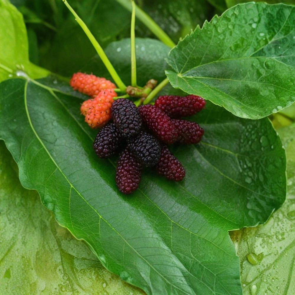 Dwarf Everbearing Mulberry – Morus nigra Live Starter Plug | 2 Pack Sweet Berry Plants | Compact Patio Fruit Tree | Self-Pollinating & Easy to Grow