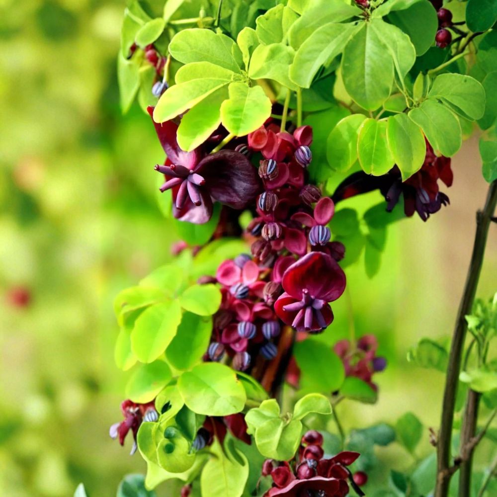 Akebia Quinata – Chocolate Vine Cuttings | 5 Fresh 6–8 Inch Unrooted Cuttings | Rare Five-Leaf Akebia Vine | Fragrant Ornamental Climbing Plant