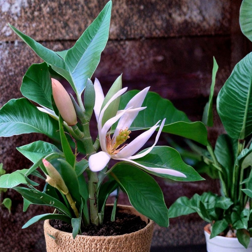 Super Rare Michelia Alba / Magnolia Seeds – 5 Seeds | White Fragrant Magnolia Flowers | Ngoc Lan Trang Tree Seeds | Tropical Garden Flower Tree