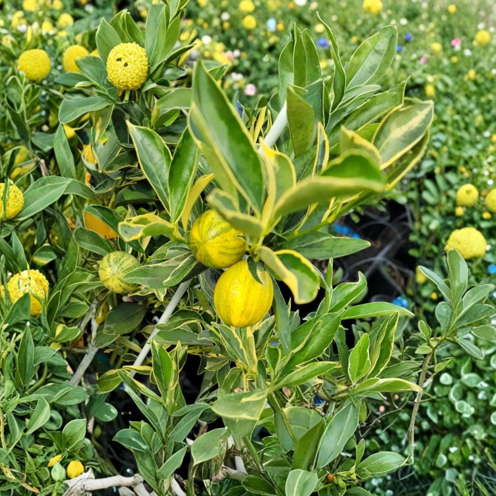 Centennial Variegated Kumquat Tree – Citrus japonica Live Plant | 8–12 Inches Tall | Rare Variegated Citrus | Patio & Container Friendly