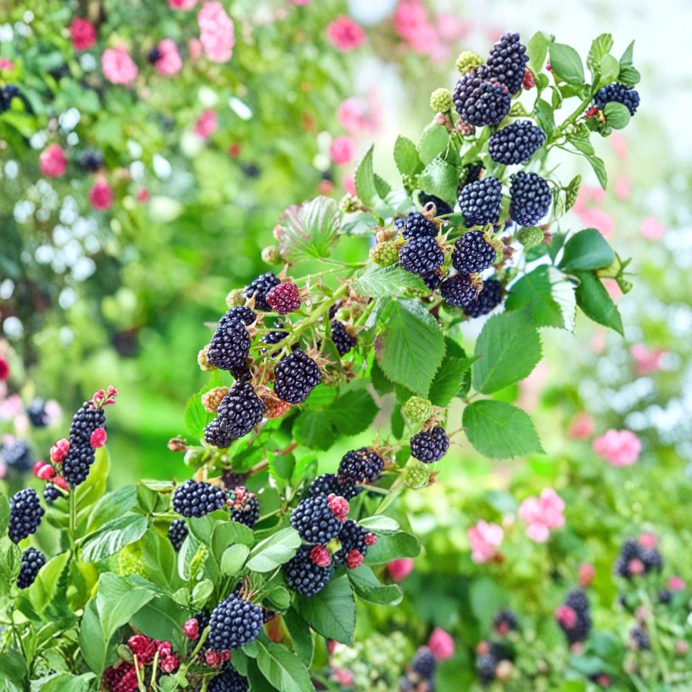 Osage Thornless Blackberry – Rubus ‘Osage’ Live Starter Plugs | 3–6 Inches Tall | Set of 10 Bare Root Plants | Sweet Berry Bush | Garden Ready