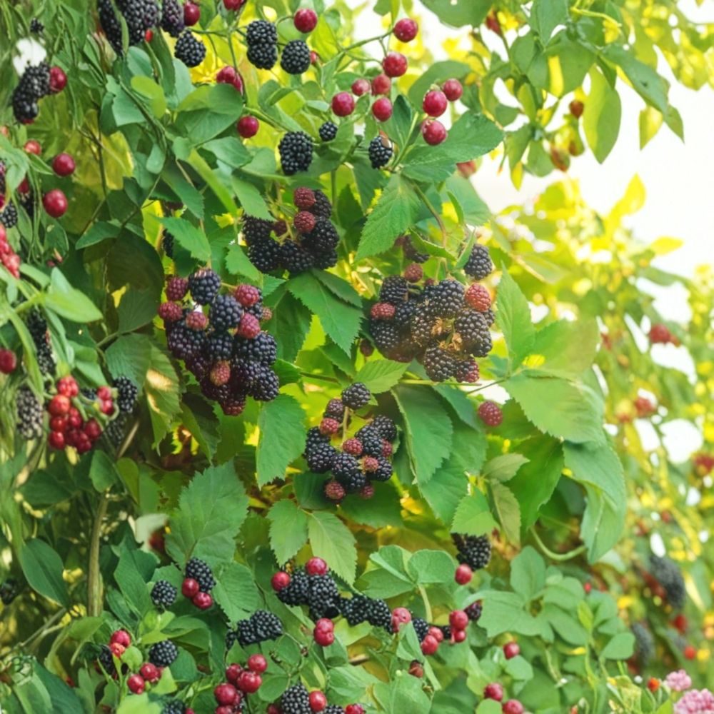 Arapaho Thornless Blackberry – Rubus fruticosus ‘Arapaho’ Live Plants | 4–6 Inches Tall | Set of 4 Soil-Wrapped Roots | Sweet Berry Bush | Garden Ready