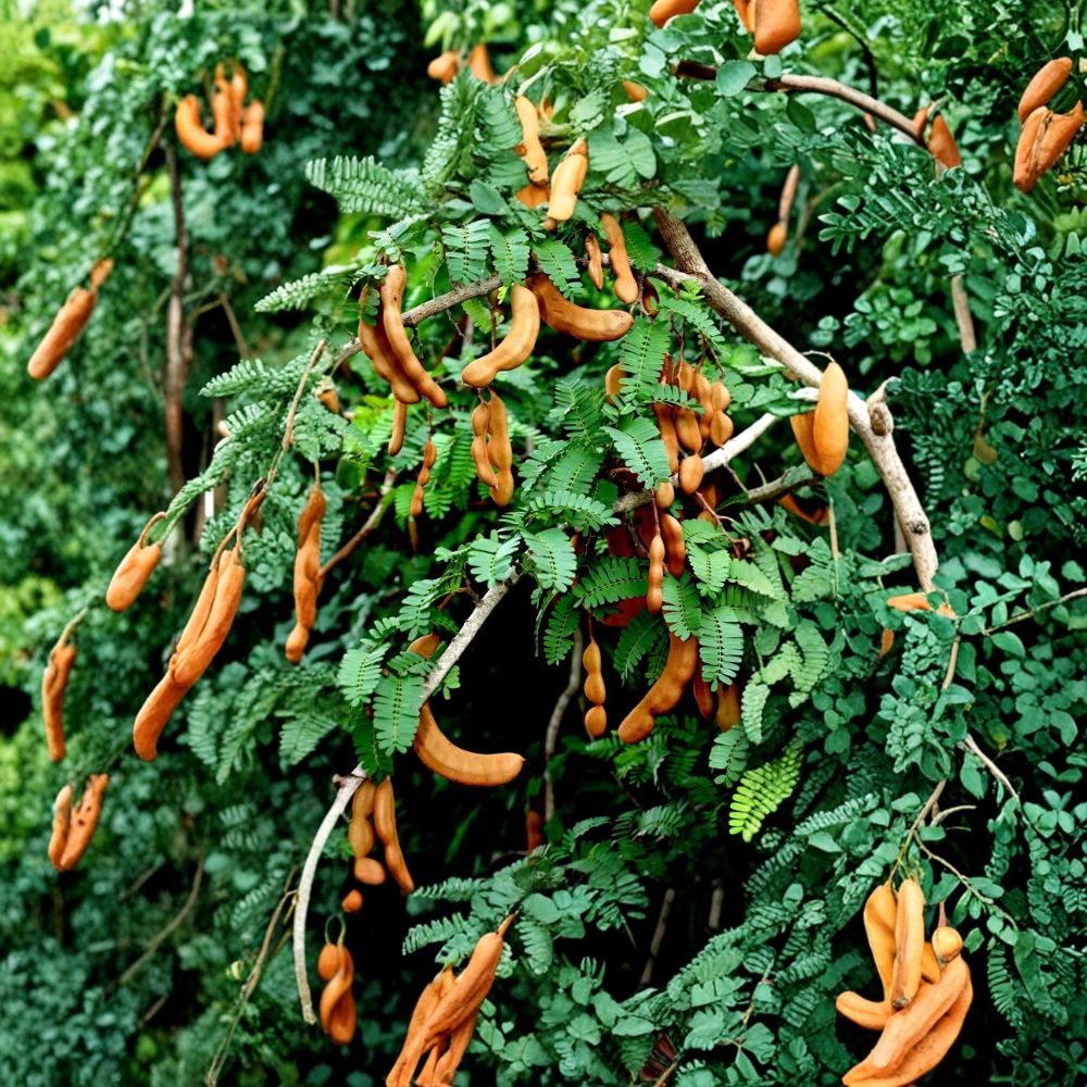 Rare Sweet Tamarind Tree Seeds – 25 Seeds | Tamarindus indica Tropical Fruit Tree | Sweet Tamarind Plant Starter | Backyard Tropical Garden
