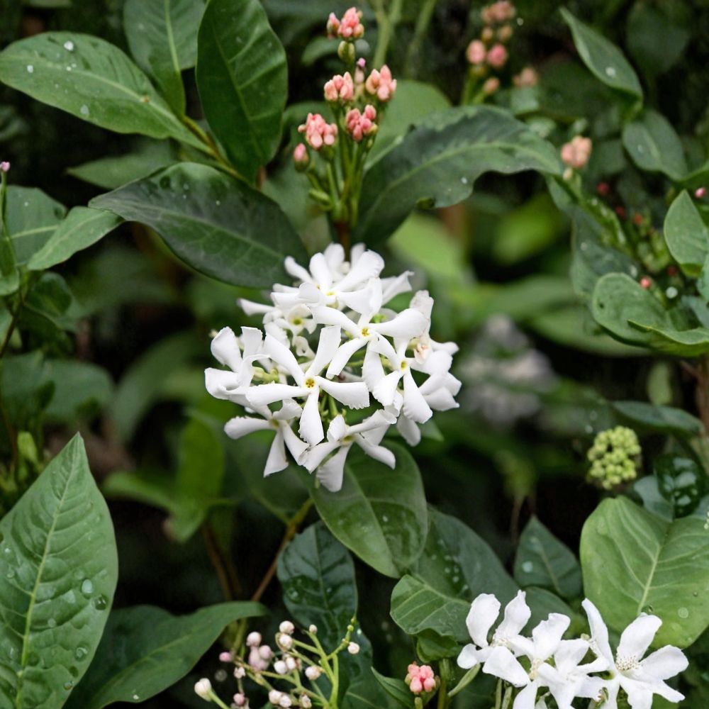 SUPER RARE Star Jasmine – 5 Cuttings for Rooting or Grafting | Fragrant White Flower Vine | Evergreen Climbing Jasmine | Garden Propagation Starter